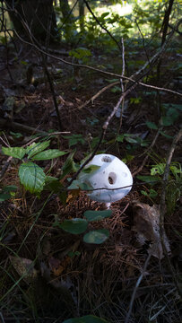 Holy Mushroom