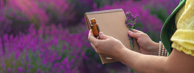 A woman collects lavender flowers for essential oil. Selective focus.