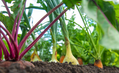 Vegetables grow in the garden. Selective focus.