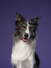 funny dog on purple background. Border collie with crooked muzzle, wide angle, emotion