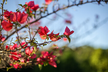 bougainvillea flowers spring