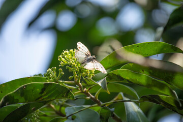 butterflies Mariposa