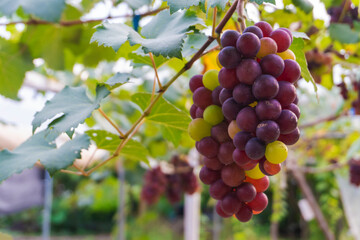 organic colorful Japanese Kyoho grape fruit in organic agriculture farm.