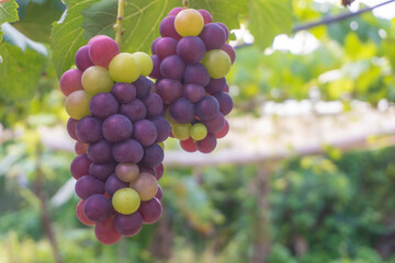 organic colorful Japanese Kyoho grape fruit in organic agriculture farm.