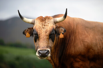 close up shot of an ox in the field