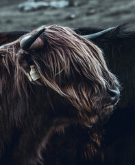 Close up head-shot portraits of beautiful highland cow with furry manes covering their eyes. Typical bovines of the scottish highlands, Outer Hebrides, Lewis and Harris Island.