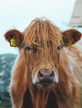Close up head-shot portraits of beautiful highland cow with furry manes covering their eyes. Typical bovines of the scottish highlands, Outer Hebrides, Lewis and Harris Island.