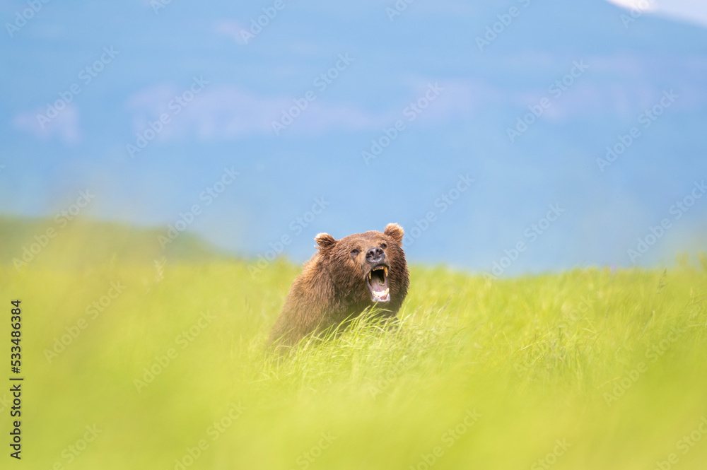 Canvas Prints alaskan brown bear at mcneil river