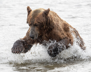 Obraz na płótnie Canvas Alaskan brown bear fishing