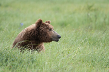 Alaskan Brown bear at McNeil River