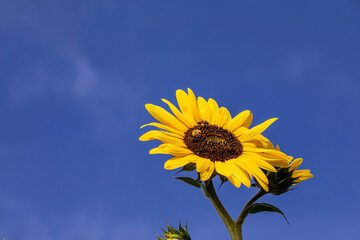 Bright yellow sunflower a deep blue sky.