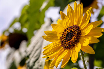 Bright yellow sunflower with a deep brown color eye
