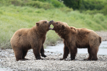Alaskan brown bears at McNeil River