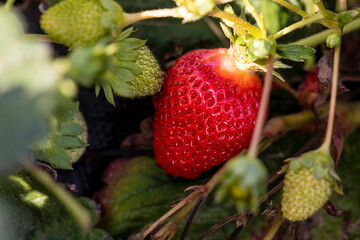 A bright red strawberry that is growing
