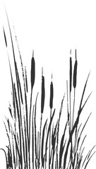 Image of a monochrome reed or bulrush on a white background.Isolated vector drawing. - obrazy, fototapety, plakaty