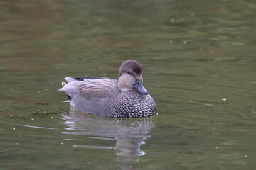 Gadwall (Anas strepera) Well defined grey pattern to the plumage and the black beak denotes a male of the species.
