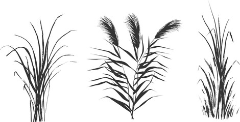 Image of a monochrome reed or bulrush on a white background.Isolated vector drawing.