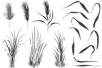 Image of a monochrome reed or bulrush on a white background.Isolated vector drawing. - obrazy, fototapety, plakaty