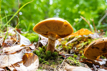 A small mushroom photographed from below growing wild in a forest
