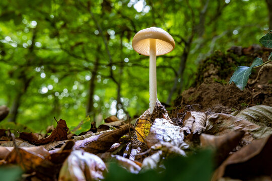 A small mushroom photographed from below growing wild in a forest