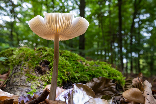A small mushroom photographed from below growing wild in a forest