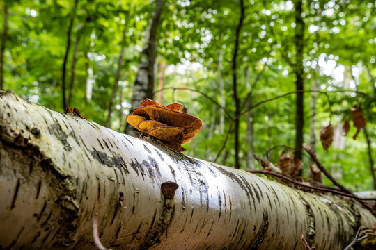 A red mushroom on a fallen birch tree