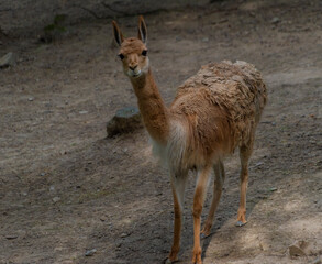 Young llama animal in summer cloudy dark day on dry floor