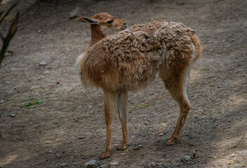 Naklejka na ściany i meble Young llama animal in summer cloudy dark day on dry floor