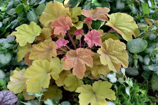 Amazing colorful orange and pink heuchera in the garden closeup
