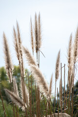 Obraz premium hierba de las Pampas (Cortaderia selloana) 