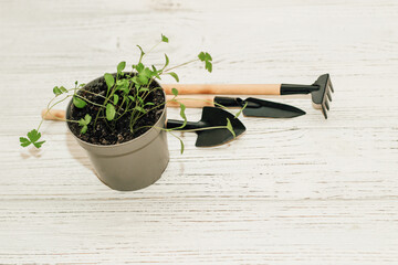 Garden hand tools, a pot with a seedling plant.