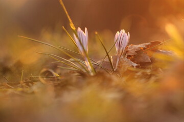 due fiori di croco in inverno