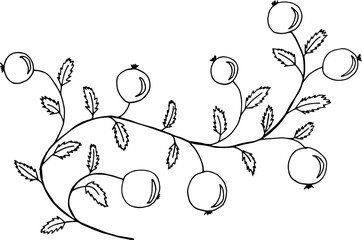 Vector branch with berries. Pomegranate fruit. Ripe large berries on a branch.