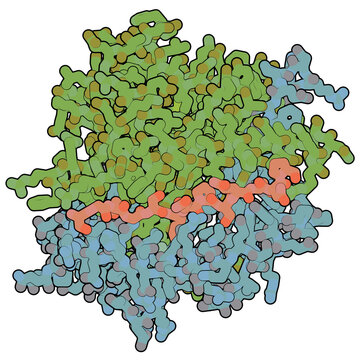 MHC II Immune System Protein With Deamidated Gluten Peptide Bound. Important In Celiac Disease (gluten Sensitive Enteropathy).