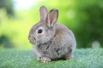 Cute little rabbit on green grass with natural bokeh as background during spring. Young adorable bunny playing in garden. Lovrely pet at park