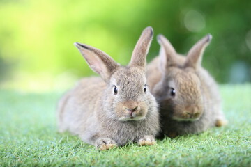 Cute little rabbit on green grass with natural bokeh as background during spring. Young adorable bunny playing in garden. Lovrely pet at park