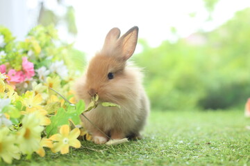 Fototapeta premium Cute little rabbit on green grass with natural bokeh as background during spring. Young adorable bunny playing in garden. Lovely pet at park
