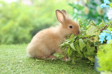 Cute little rabbit on green grass with natural bokeh as background during spring. Young adorable...