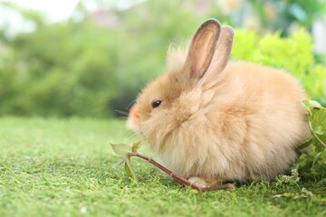 Fototapeta premium Cute little rabbit on green grass with natural bokeh as background during spring. Young adorable bunny playing in garden. Lovely pet at park