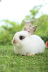 Fototapeta premium Cute little rabbit on green grass with natural bokeh as background during spring. Young adorable bunny playing in garden. Lovely pet at park