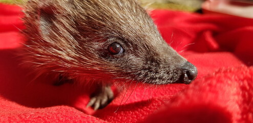 Young hedgehog (Erinaceus europaeus), at the sun, on a red fabric with folds (macro head, side view). © Irina