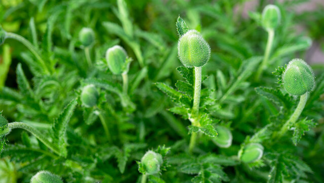 Green immature or unripe poppy or papaver buds grow among the foliage. Total green