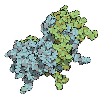 Interferon Gamma (IFNg) Cytokine Molecule, Chemical Structure. Recombinant Form Used In Treatment Of Osteopetrosis And Chronic Granulomatous Disease.