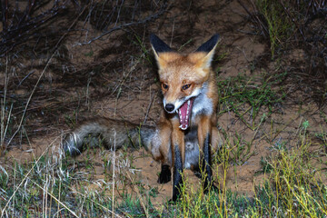 A fox in a desert area sits and yawns in the evening.
