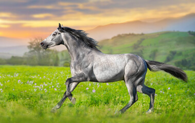 Stallion rearing up at summer flowers field