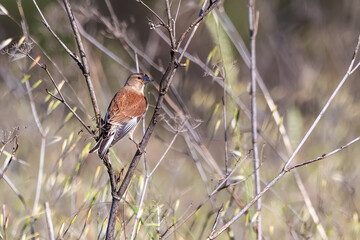 Eurasian Linnet  or common linnet (Linaria cannabina) is a small passerine bird of the finch family, Fringillidae.