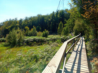 Wanderweg Traumschleife Börfinker Ochsentour am Moor Ochsenbruch bei Börfink im Hunsrück,...