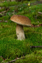Boletus edulis is edible mushroom. Pporcini on moss in forest. Healthy and delicates food