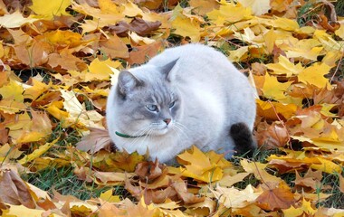 Autumn. Beautiful grey cat lies on yellow maple leaves