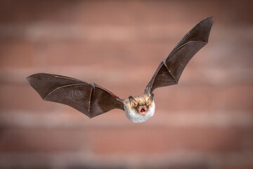 Flying Natterers bat isolated on brick background